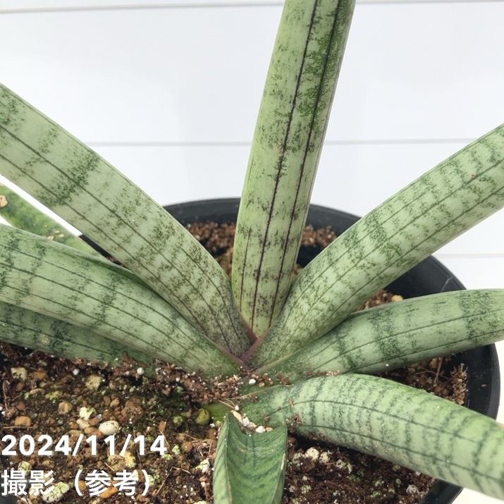 サンスベリア boncellensis Snow White A SHOUCHIKUEN | Sansevieria boncellensis Snow White