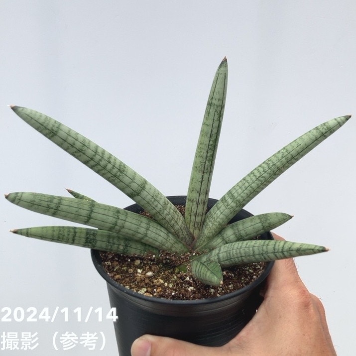 サンスベリア 4号 スノーボーイ Snow Boy 黒プラ鉢｜観葉02-D2