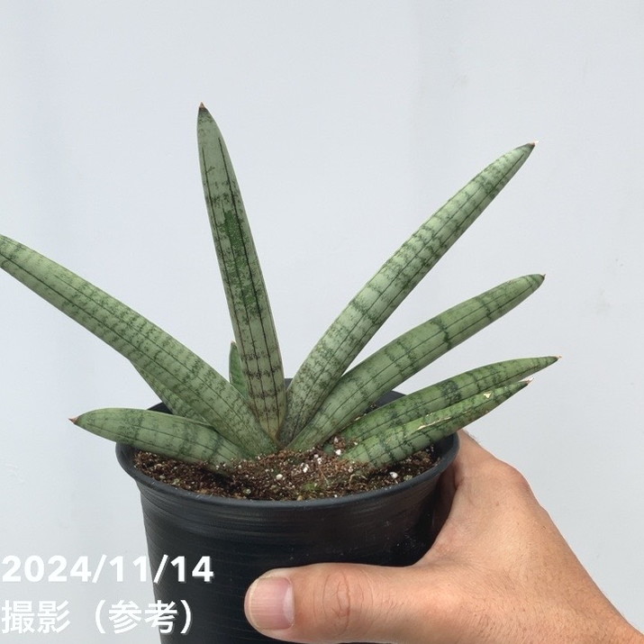 サンスベリア 4号 スノーボーイ Snow Boy 黒プラ鉢｜観葉02-D2 | 観葉