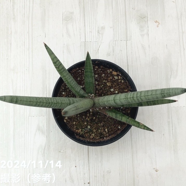 サンスベリア 4号 スノーボーイ Snow Boy 黒プラ鉢｜観葉02-D2