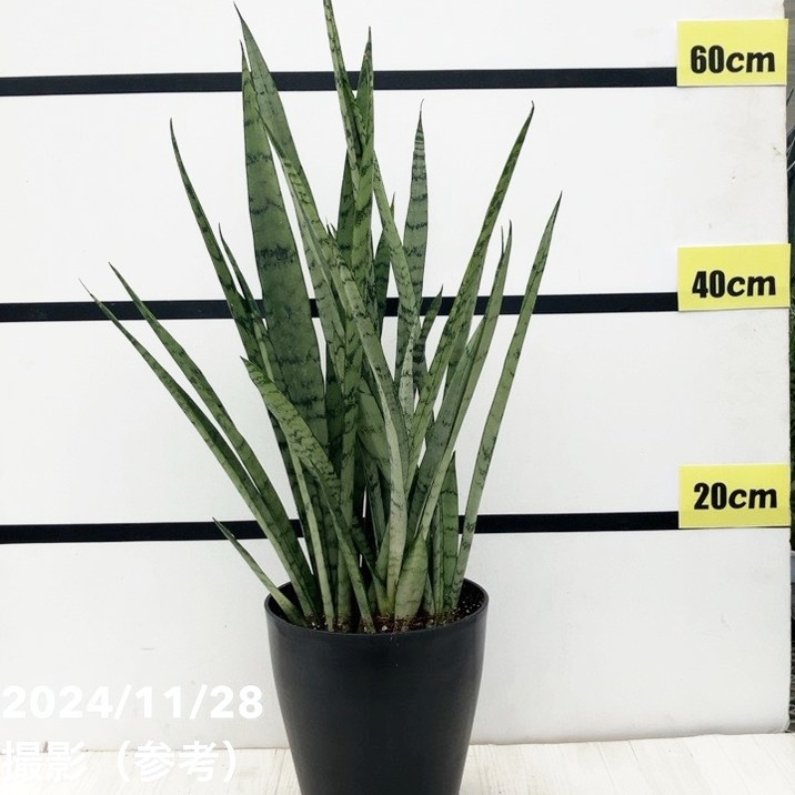 シルバープリンセス　サンスベリア @2 サンスベリア 5号 シルバープリンセス｜観葉02-D2 | 観葉・多肉