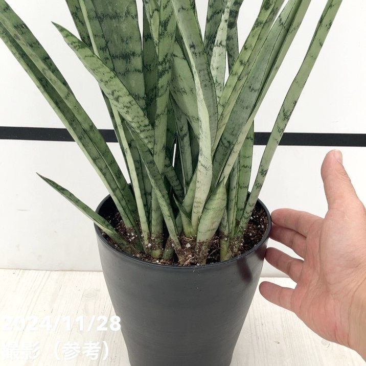 シルバープリンセス　サンスベリア @2 サンスベリア 4号 シルバープリンセス｜観葉02-D2 | 観葉・多肉