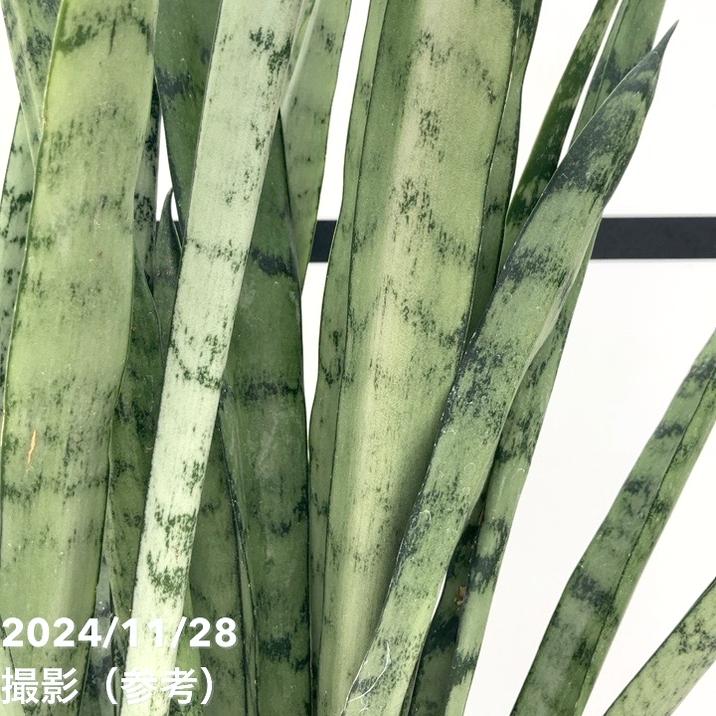 限定3鉢】サンスベリア 6号 シルバープリンセス｜観葉02-D2 | 観葉