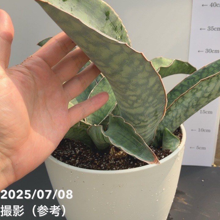 現品お届け】サンスベリア 8号 シルバーブルー 白プラ鉢仕様（S141