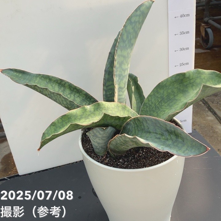 現品お届け】サンスベリア 8号 シルバーブルー 白プラ鉢仕様