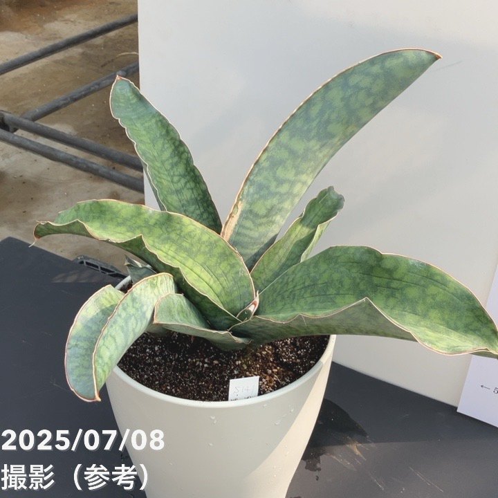 YAMA　ベンガレンシス+アグラオネマ＋水耕栽培のサンスベリアのセット販売 YAMA様専用 ベンガレンシス+アグラオネマ＋水耕栽培の