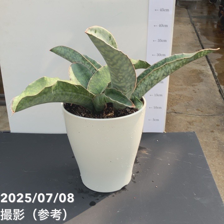 現品お届け】サンスベリア 8号 シルバーブルー 白プラ鉢仕様（S141