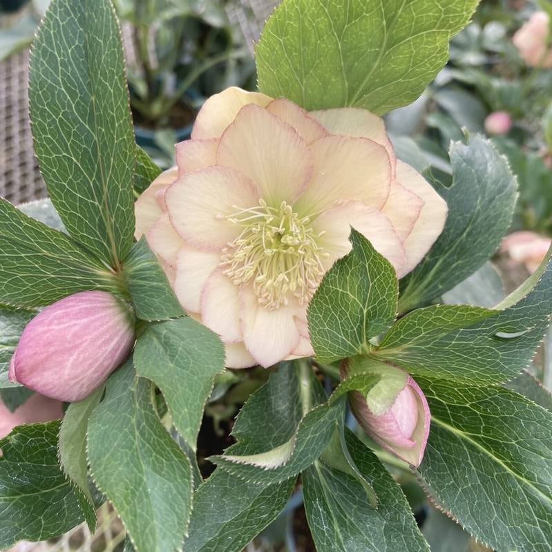 数量限定開花見込株】クリスマスローズ 伊勢みやび 7号 恋蛍｜山野01