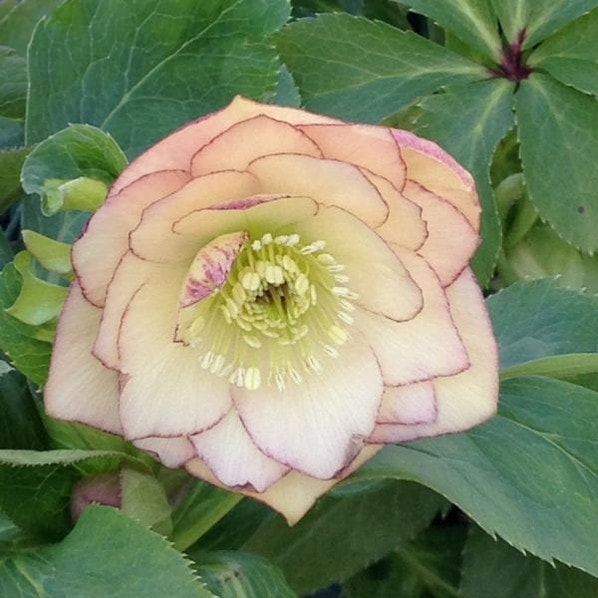 数量限定開花見込株】クリスマスローズ 伊勢みやび 7号 恋蛍｜山野01