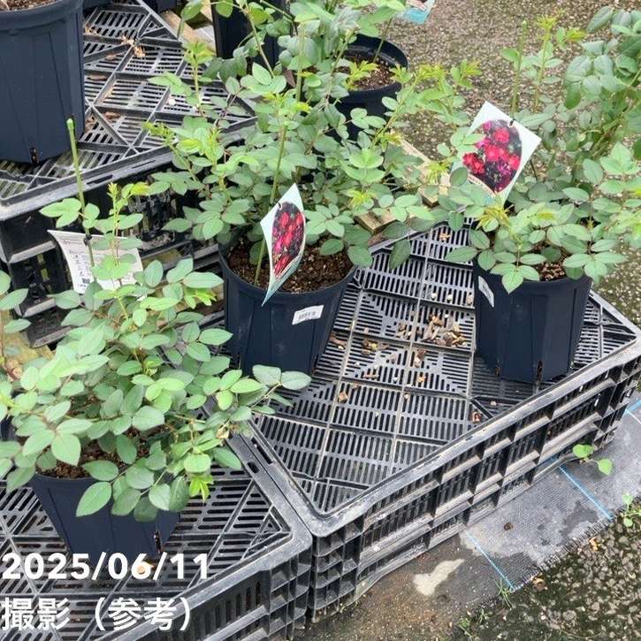 バラ中苗 カネット 6号ロングスリット 河本バラ園 河本麻記子さん