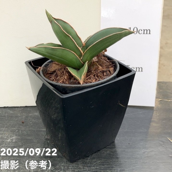 サンスベリア 3.5号角鉢 サムライドワーフ Samurai dwalf 9cmポット