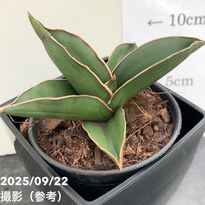 サンスベリア 3.5号角鉢 サムライドワーフ Samurai dwalf 9cmポット