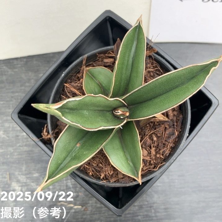 サンスベリア 3.5号角鉢 サムライドワーフ Samurai dwalf 9cmポット