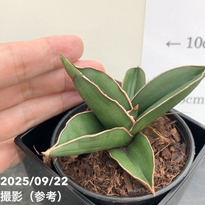 サンスベリア 3.5号角鉢 サムライドワーフ Samurai dwalf 9cmポット