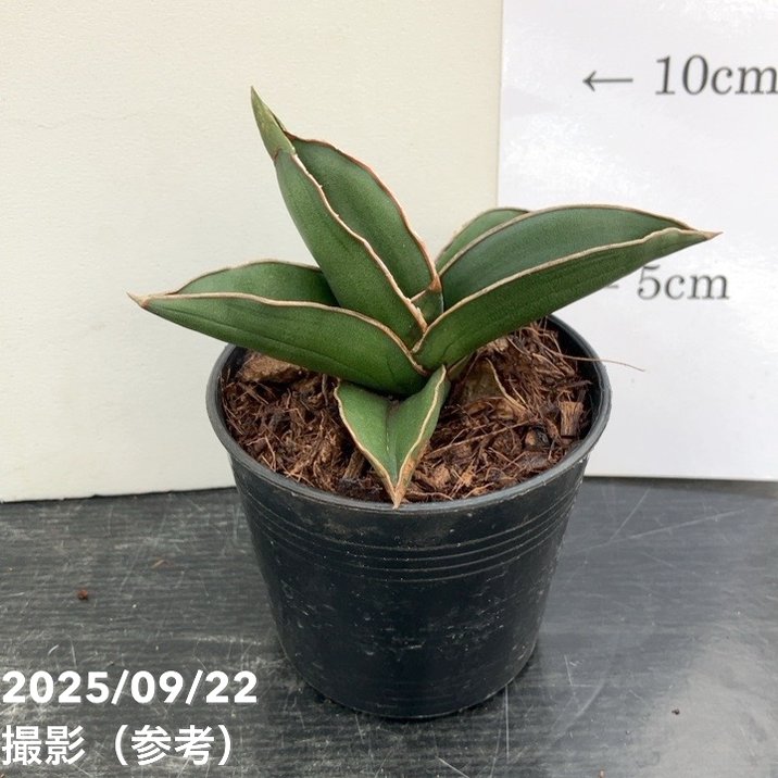 サンスベリア 3.5号角鉢 サムライドワーフ Samurai dwalf 9cmポット