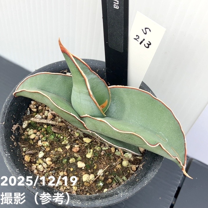 【現品お届け】サンスベリア 3号 バナナ (S213)|観葉02-D2