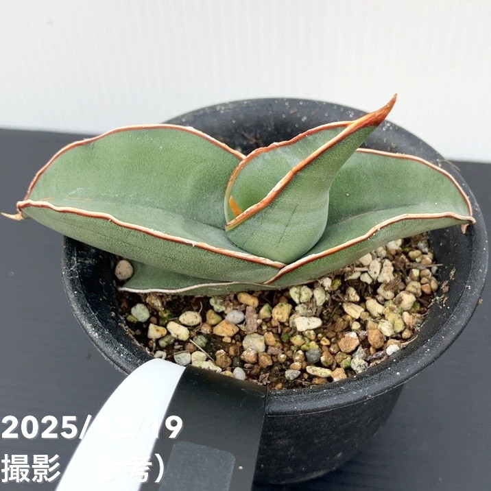 【現品お届け】サンスベリア 3号 バナナ (S213)|観葉02-D2