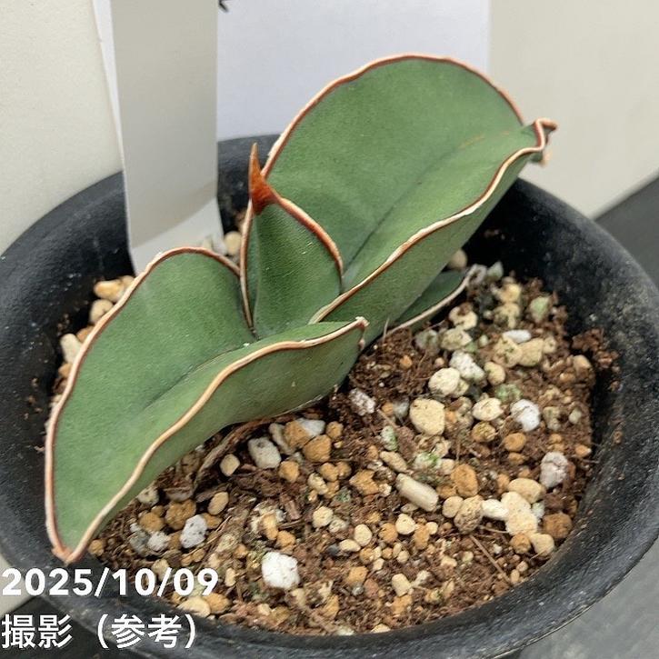 現品お届け】サンスベリア 3号 バナナ （S213）｜観葉02-D2