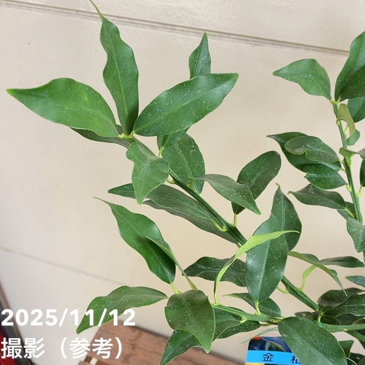 金柑 寧波（ニンポウ） 4号｜柑橘｜果樹04-PA | 果樹,柑橘 | 赤塚