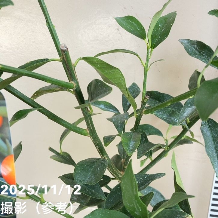 金柑 寧波（ニンポウ） 4号｜柑橘｜果樹04-PA | 果樹,柑橘 | 赤塚