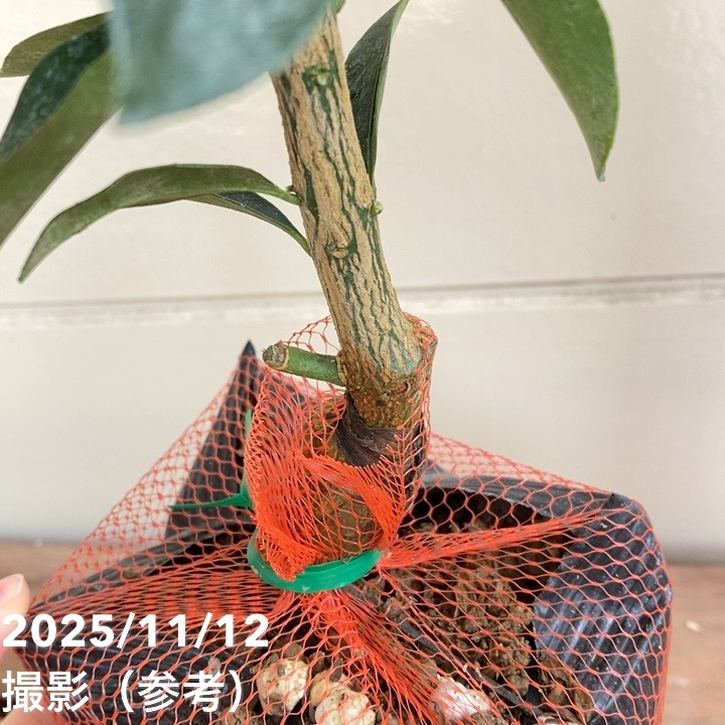 金柑 寧波(ニンポウ) 4号|柑橘|果樹04-PA