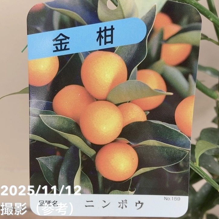 金柑 寧波（ニンポウ） 4号｜柑橘｜果樹04-PA | 果樹,柑橘 | 赤塚