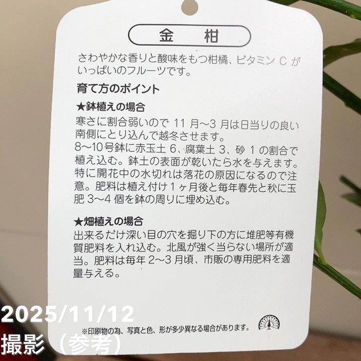 金柑 寧波(ニンポウ) 4号|柑橘|果樹04-PA