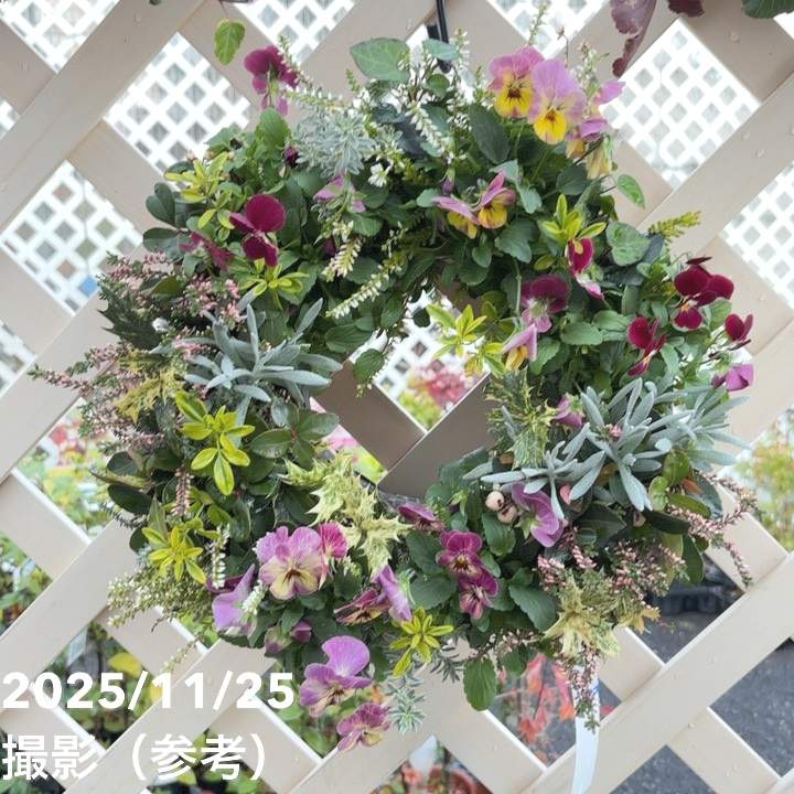 【現品お届け】彩り豊かな季節の寄せ植えリース AS11|草花04-PA