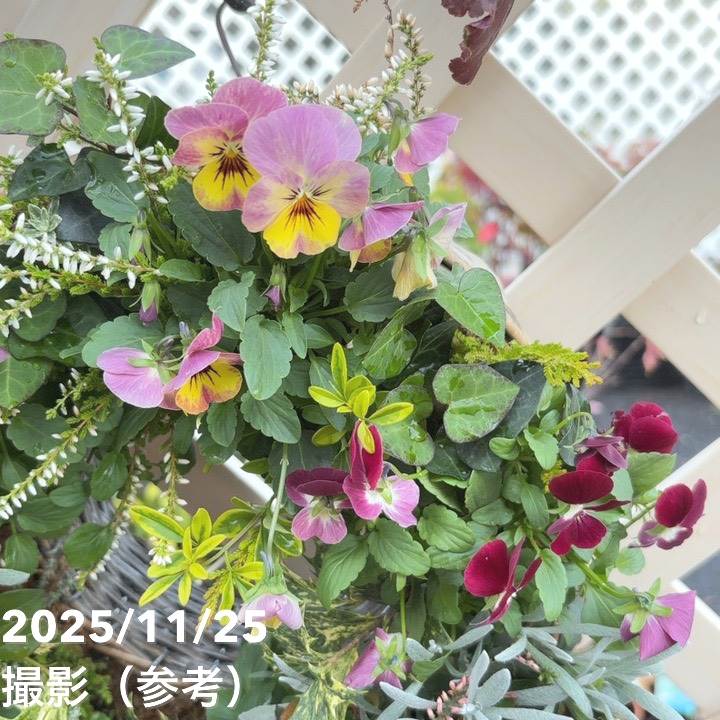 現品お届け】彩り豊かな季節の寄せ植えリース AS11｜草花04-PA | 寄せ