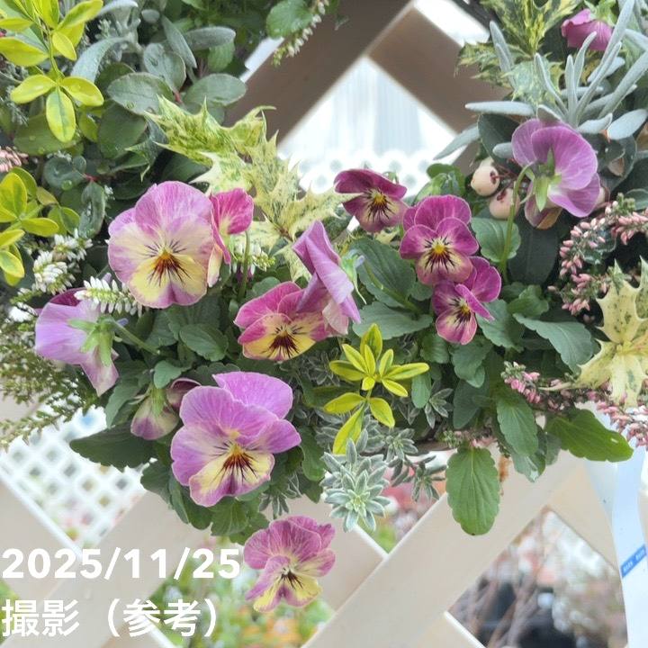 現品お届け】彩り豊かな季節の寄せ植えリース AS11｜草花04-PA | 寄せ