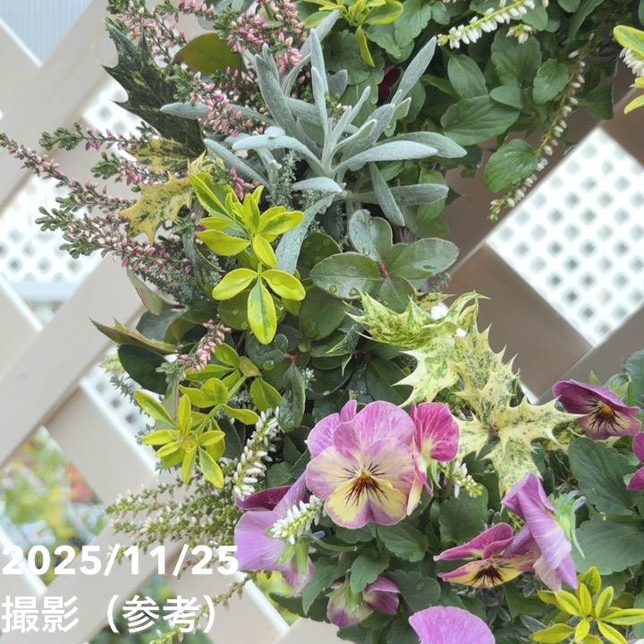 【現品お届け】彩り豊かな季節の寄せ植えリース AS11|草花04-PA