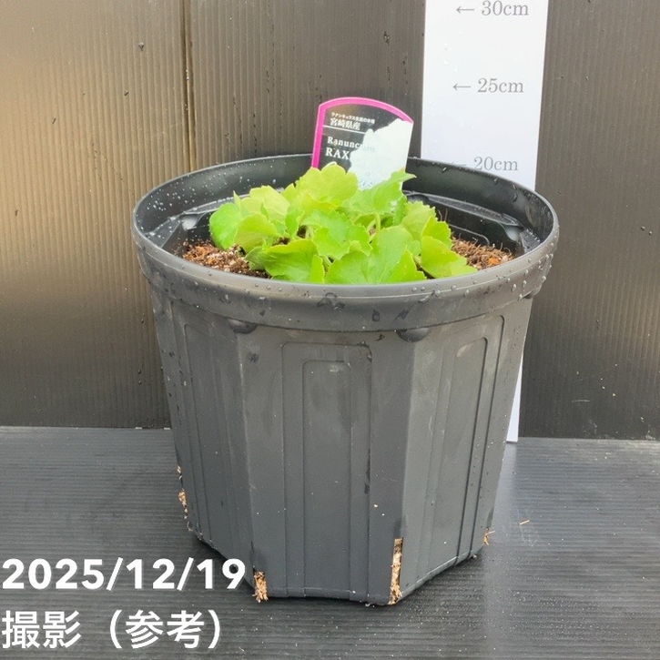 ラナンキュラス ラックス 8号 グレーシス｜草花10-TU | 草花