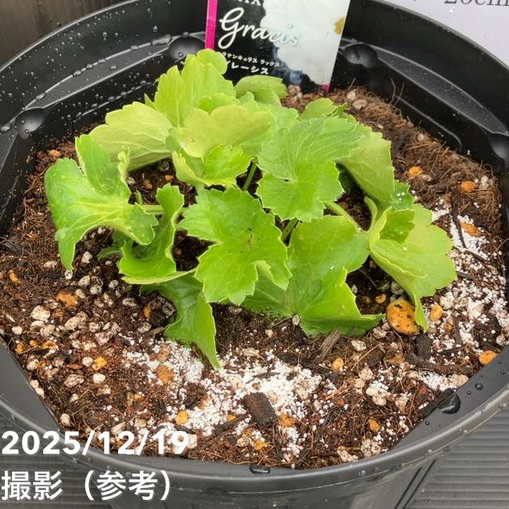 ラナンキュラス ラックス 8号 グレーシス｜草花10-TU | 草花