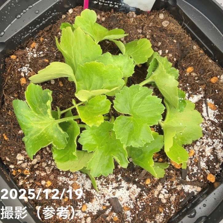 ラナンキュラス ラックス 8号 グレーシス｜草花10-TU | 草花