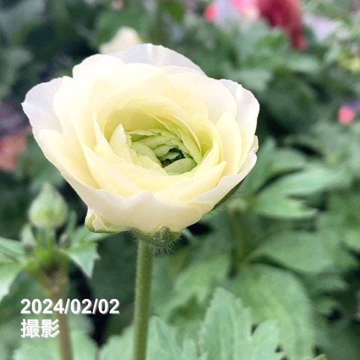ラナンキュラス ラックス 8号 グレーシス｜草花10-TU | 草花
