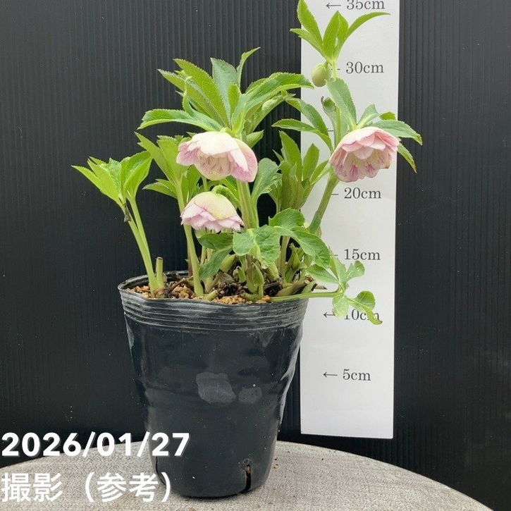 一点物】加藤農園 ソフトグラデーションクリスマスローズ