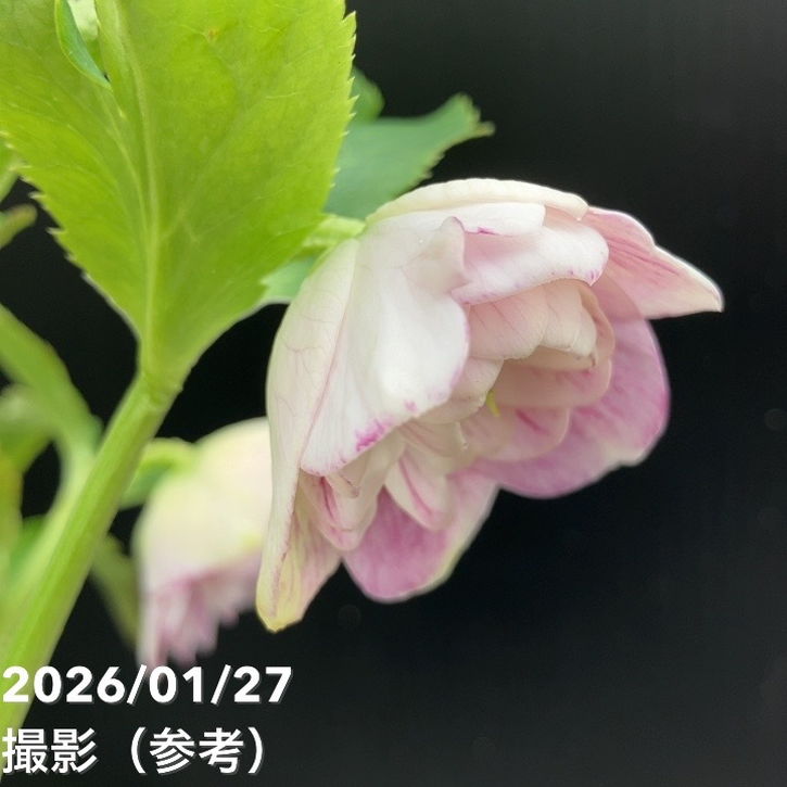 一点物】加藤農園 ソフトグラデーションクリスマスローズ