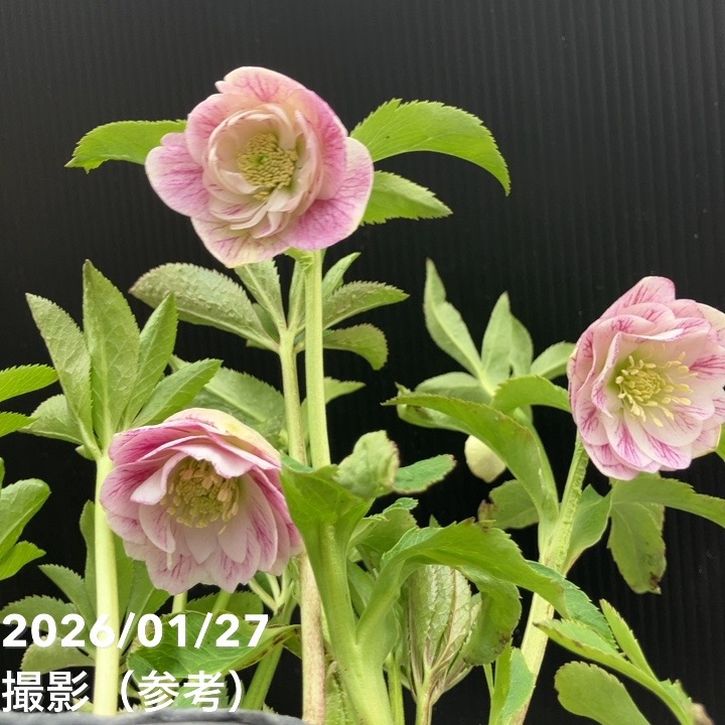 一点物】加藤農園 ソフトグラデーションクリスマスローズ