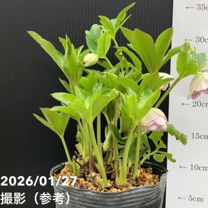 一点物】加藤農園 ソフトグラデーションクリスマスローズ