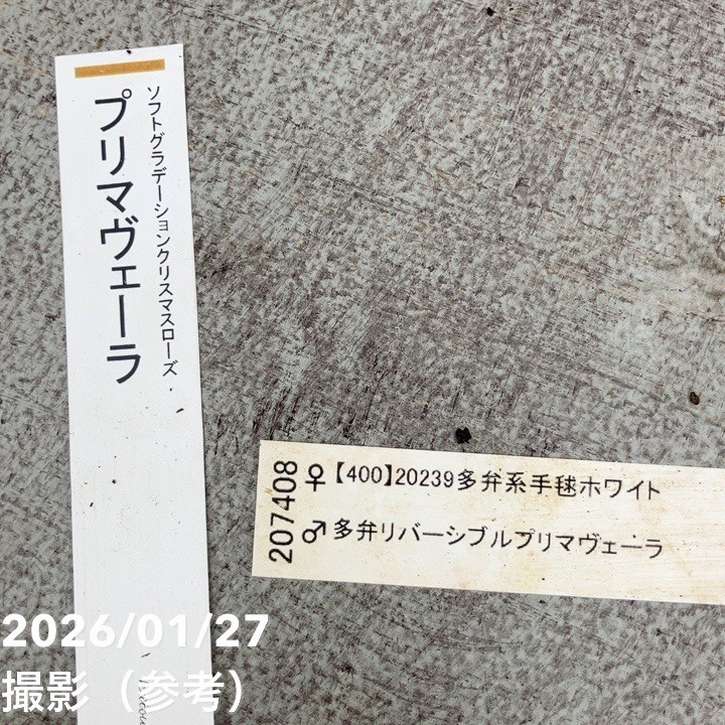 一点物】加藤農園 ソフトグラデーションクリスマスローズ