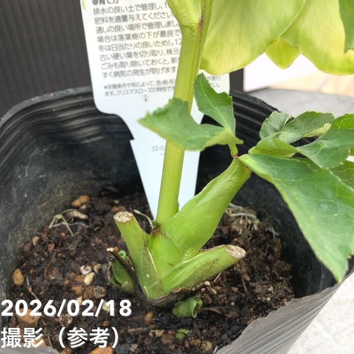 一点物】曽田園芸 クリスマスローズ 4号 ピコ利休 SO1｜山野04-PA