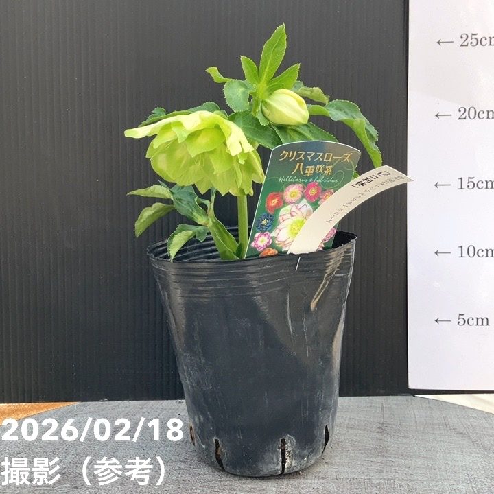 一点物】曽田園芸 クリスマスローズ 4号 ピコ利休 SO1｜山野04-PA