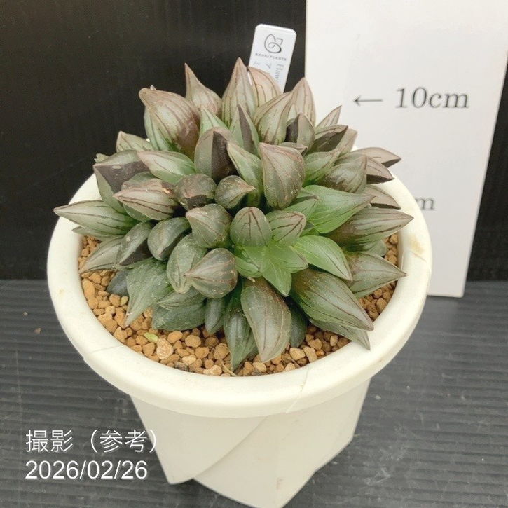 【現品お届け】ハオルチア アトロフスカ ミュータント 4号(3)|観葉10-TU