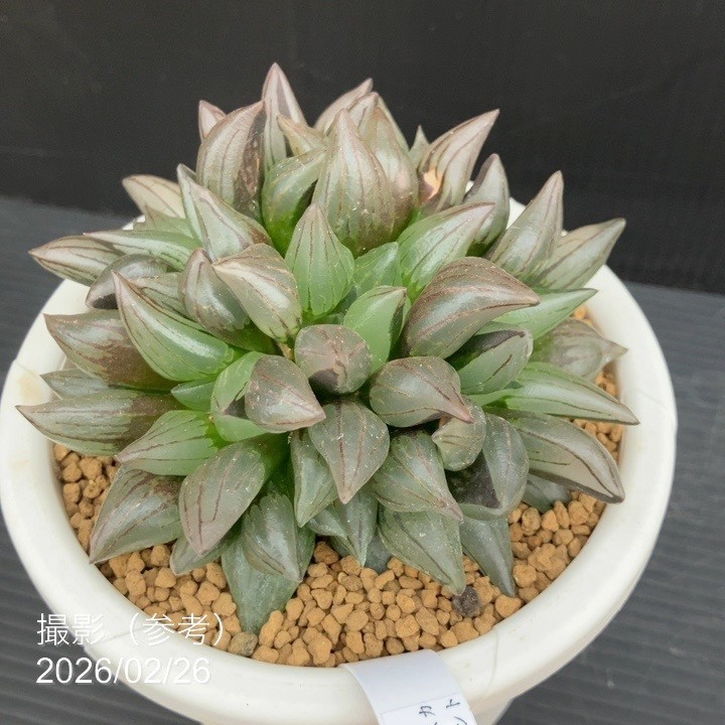 【現品お届け】ハオルチア アトロフスカ ミュータント 4号(3)|観葉10-TU