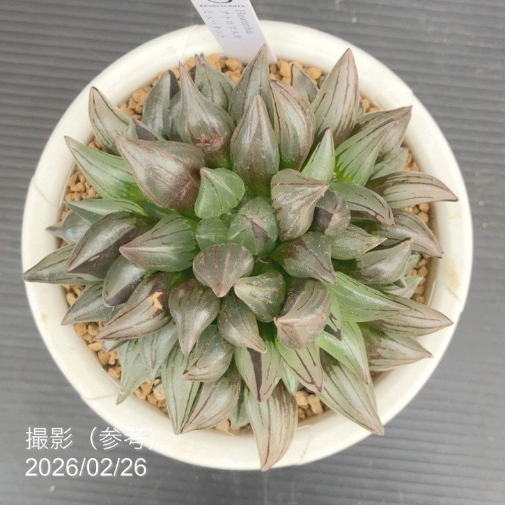 【現品お届け】ハオルチア アトロフスカ ミュータント 4号(3)|観葉10-TU