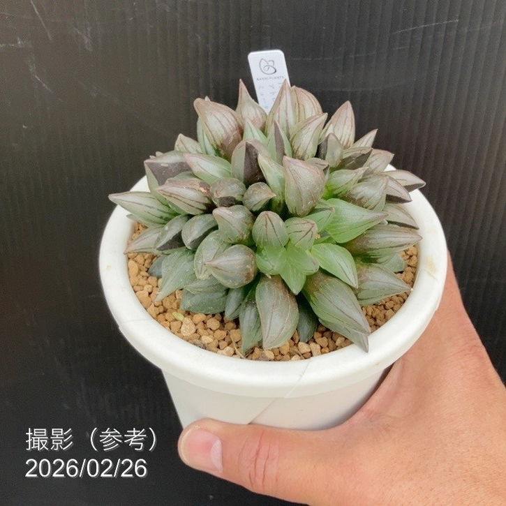 【現品お届け】ハオルチア アトロフスカ ミュータント 4号(3)|観葉10-TU