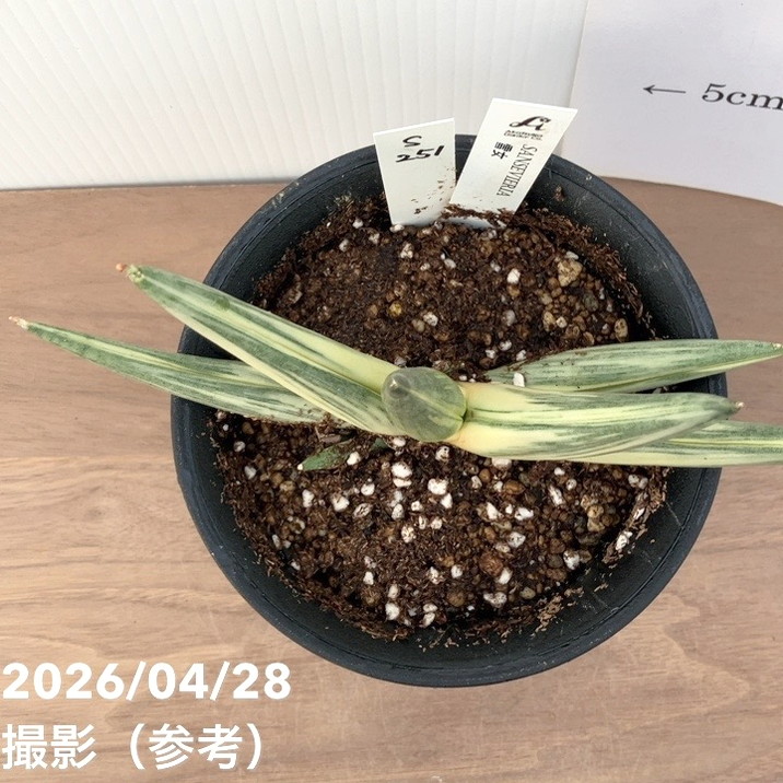 激レア！現品お届け】サンスベリア 4号 雪女 ユキオンナ プラ鉢（S251