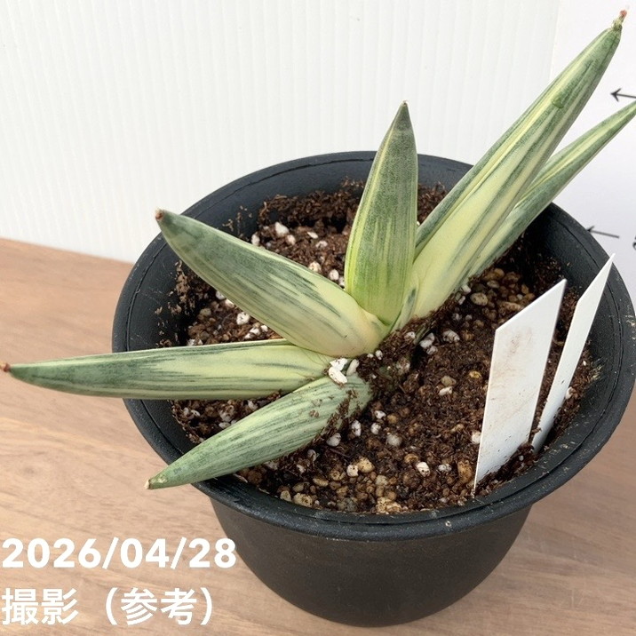 激レア！現品お届け】サンスベリア 4号 雪女 ユキオンナ プラ鉢（S251