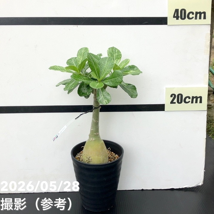 決算P5倍！10%OFF！8/2まで】アデニウム オベスム 4号 Darn Rachanee