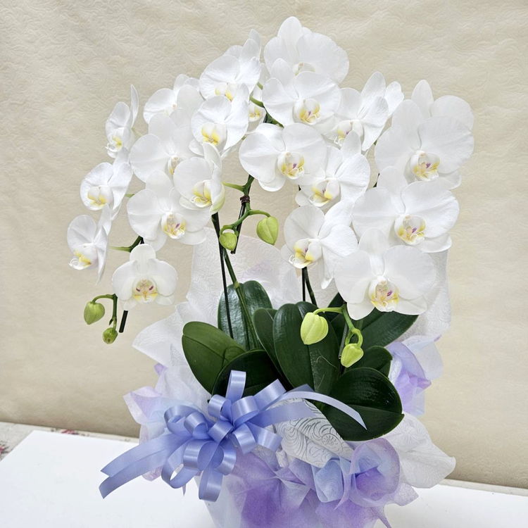 決算P5倍！8/2まで】偲ぶ想いで届けるお供え花（2）ミディ胡蝶蘭 3本立